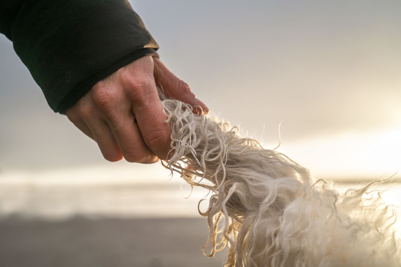 About the Every dog deserves a love story campaign on Bonfire 3