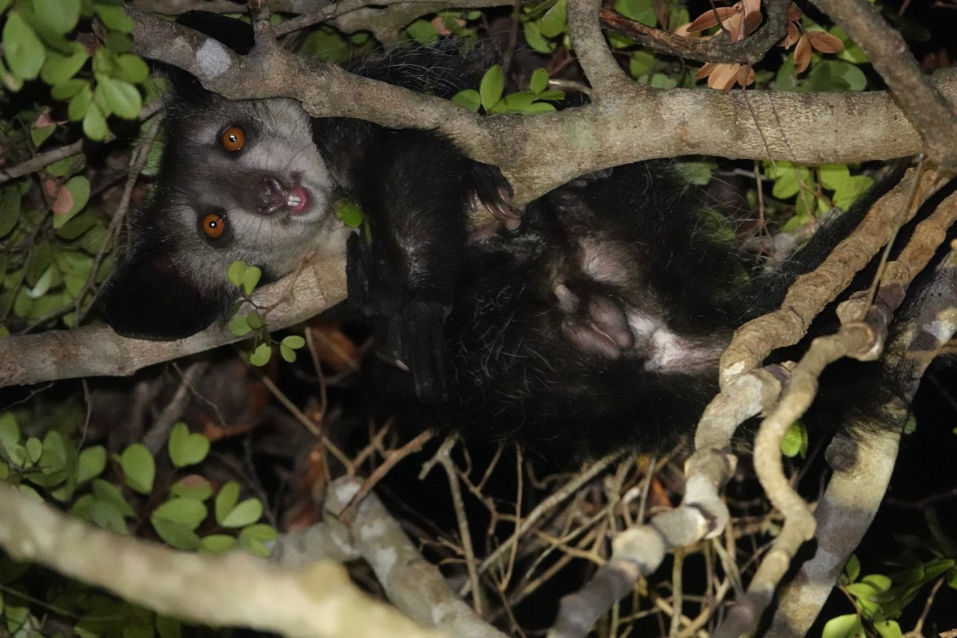 About the Aye-aye Lemurs campaign on Bonfire 2
