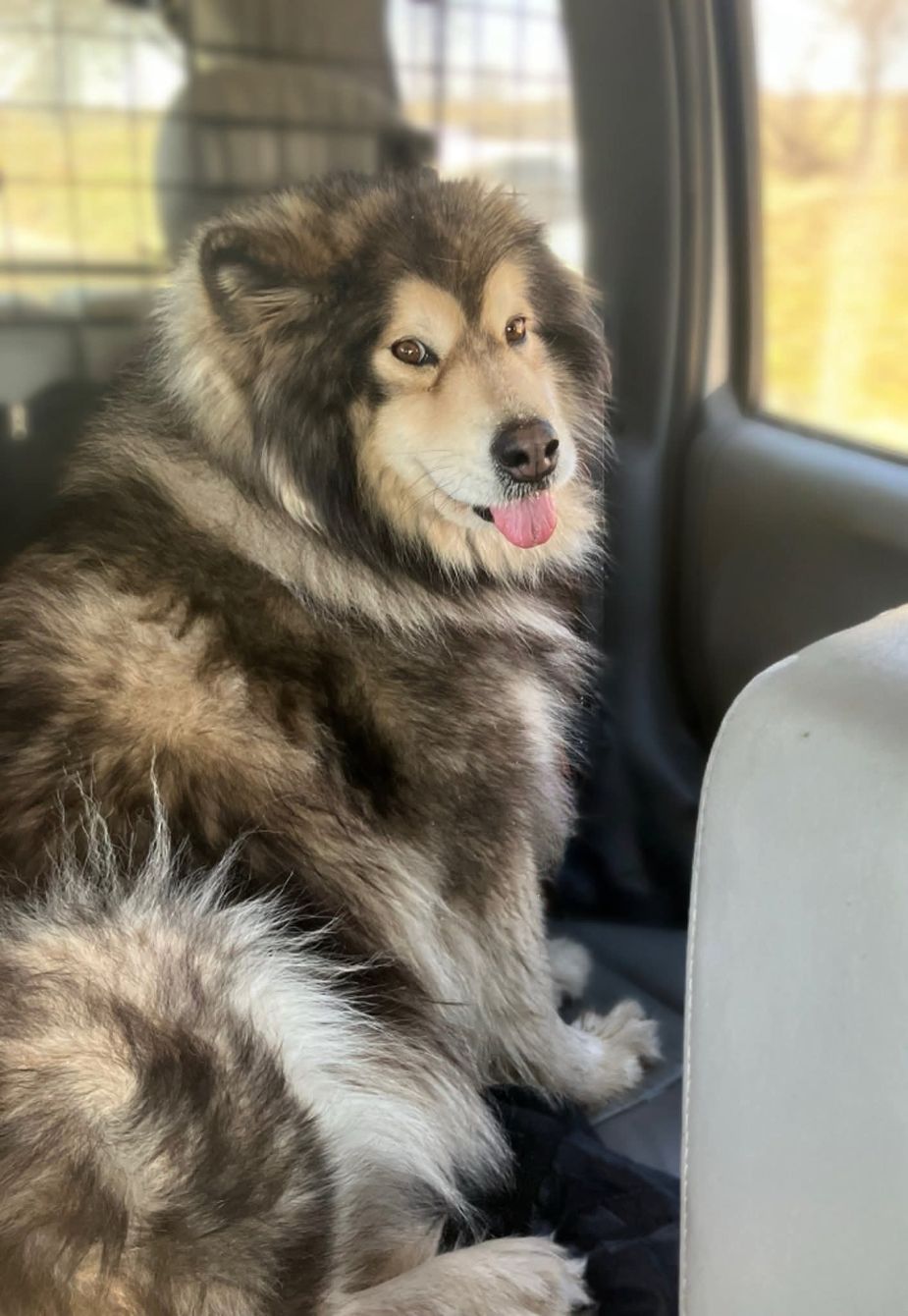 About the For the dogs campaign on Bonfire 2