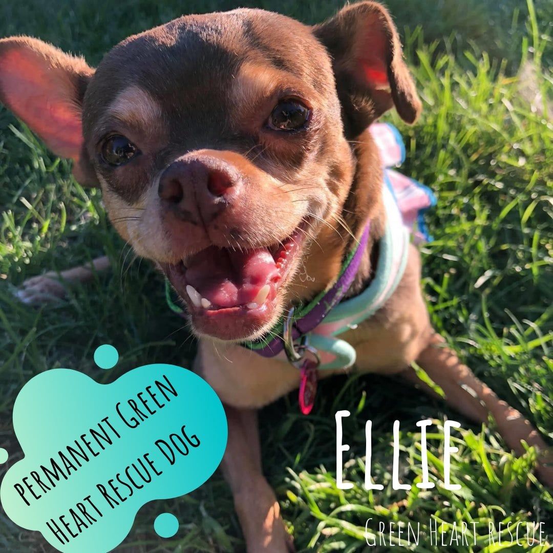 About the Spring GHR Chihuahua Bouquet Swag campaign on Bonfire 2