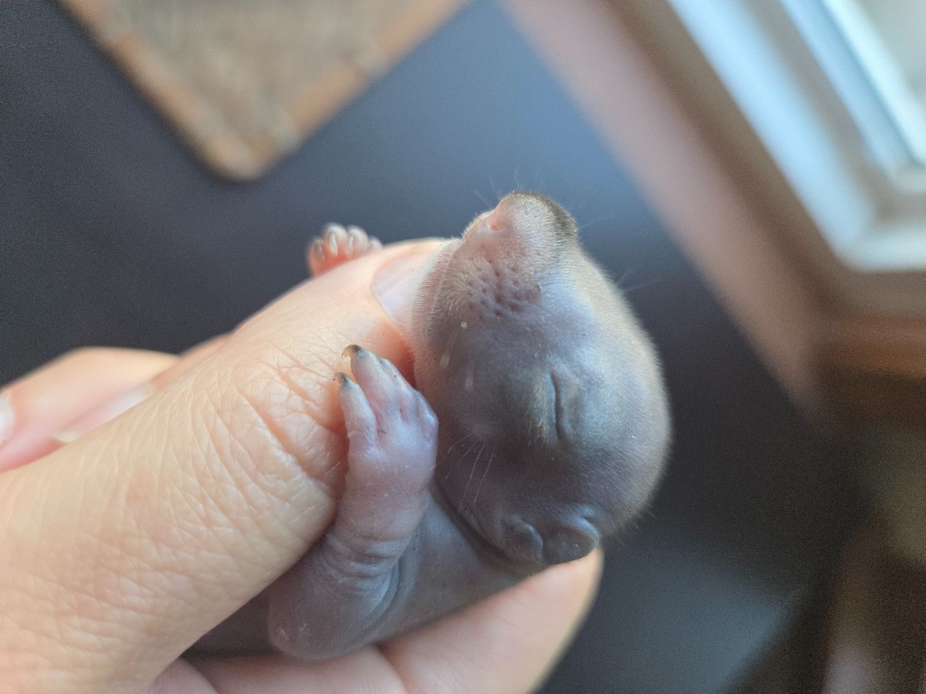 About the The Burrows Babies campaign on Bonfire 4