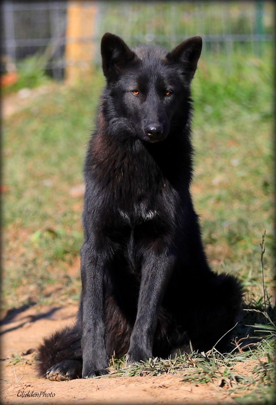 About the Bringing Vet Care to The Red! campaign on Bonfire 6