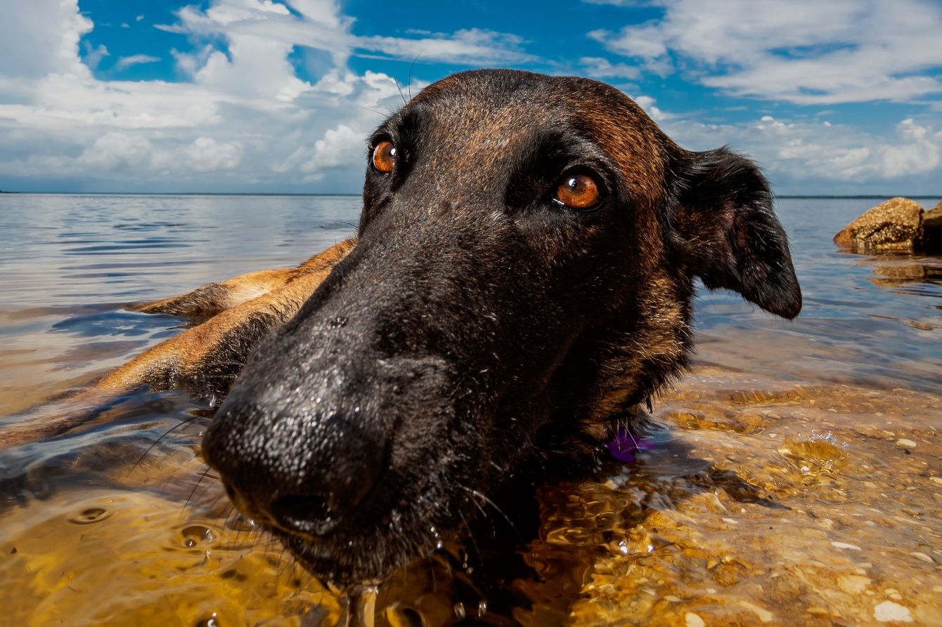 About the We're all MAD here! campaign on Bonfire 2