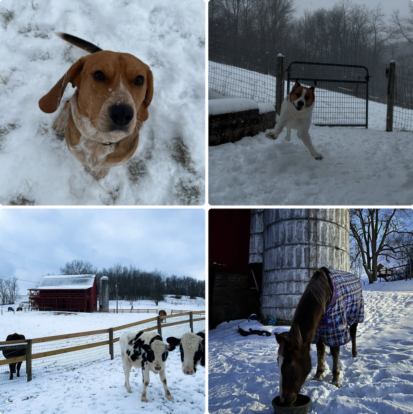 About the Holiday Wishes from Oat, a Rescued Beagle! campaign on Bonfire 2