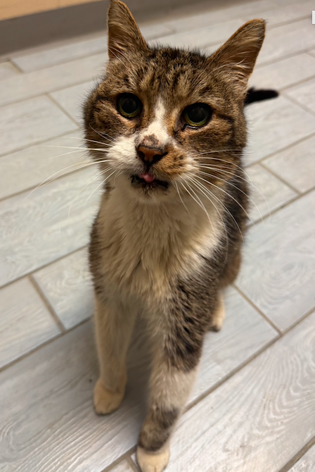 About the MCHS T-SHIRT FUNDRAISER campaign on Bonfire 2