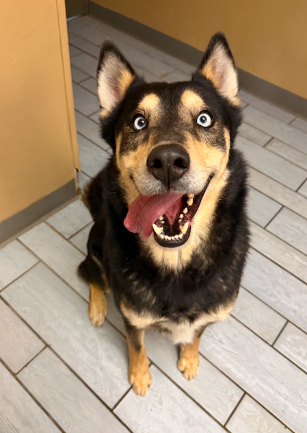 About the MCHS T-SHIRT FUNDRAISER campaign on Bonfire 4