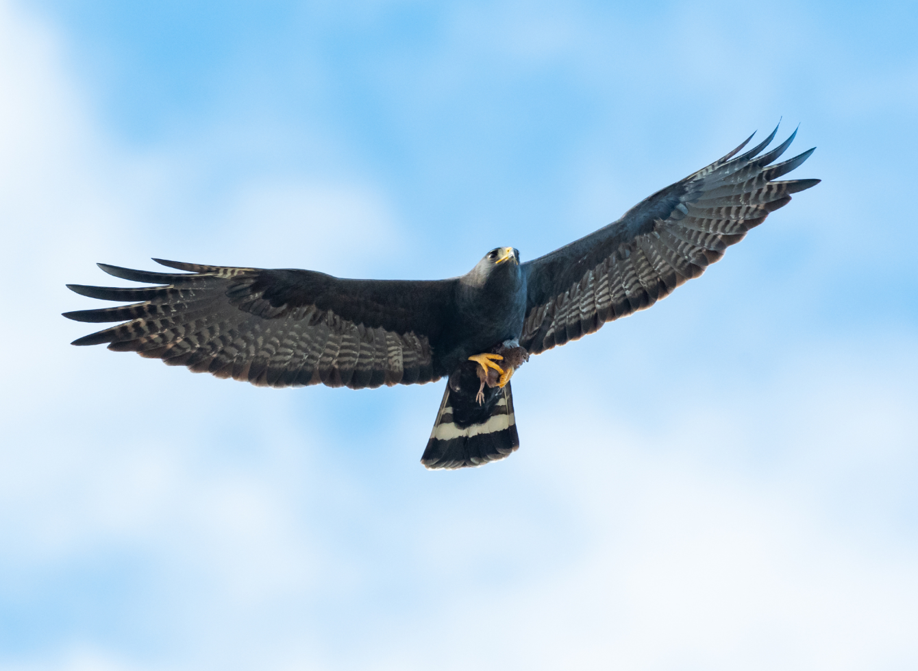 About the Wild Devils 2025 campaign on Bonfire 2