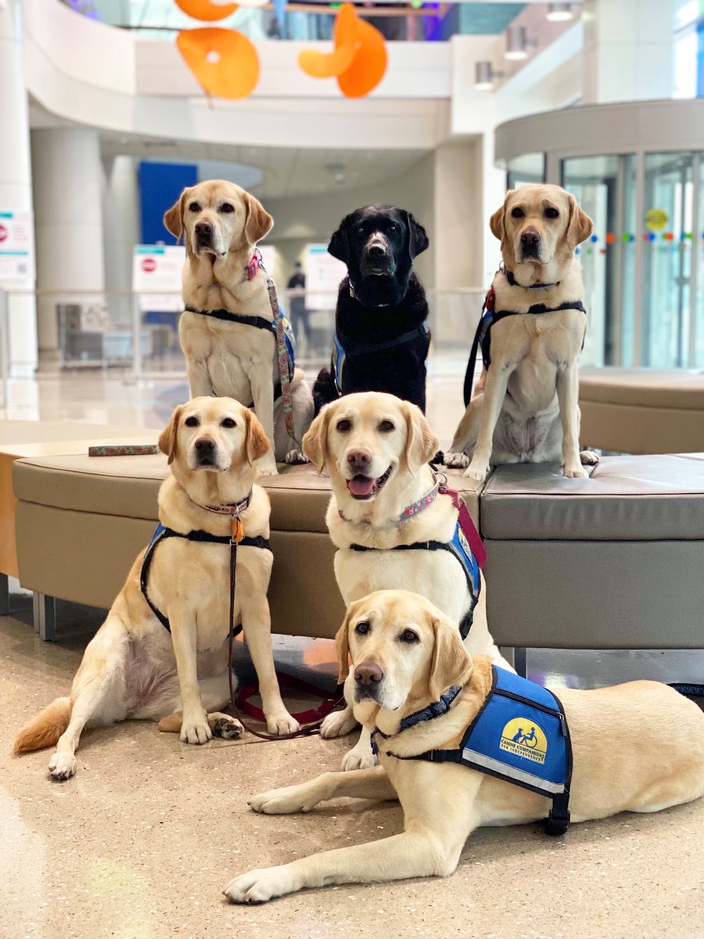Dog Boarding K9 Spa And Training Center Doggie Daycare Tarheel Pet