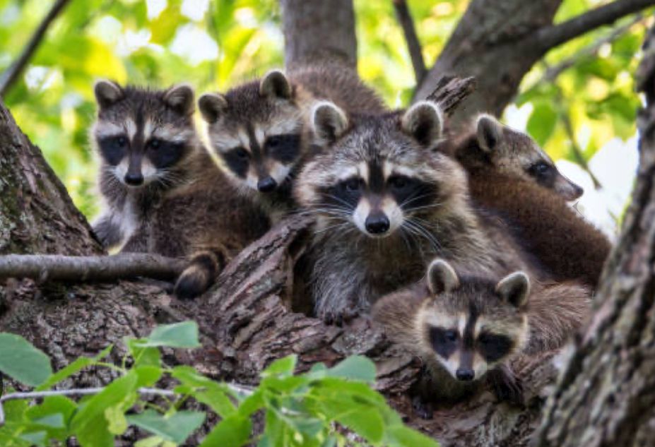 About the  campaign on Bonfire 2