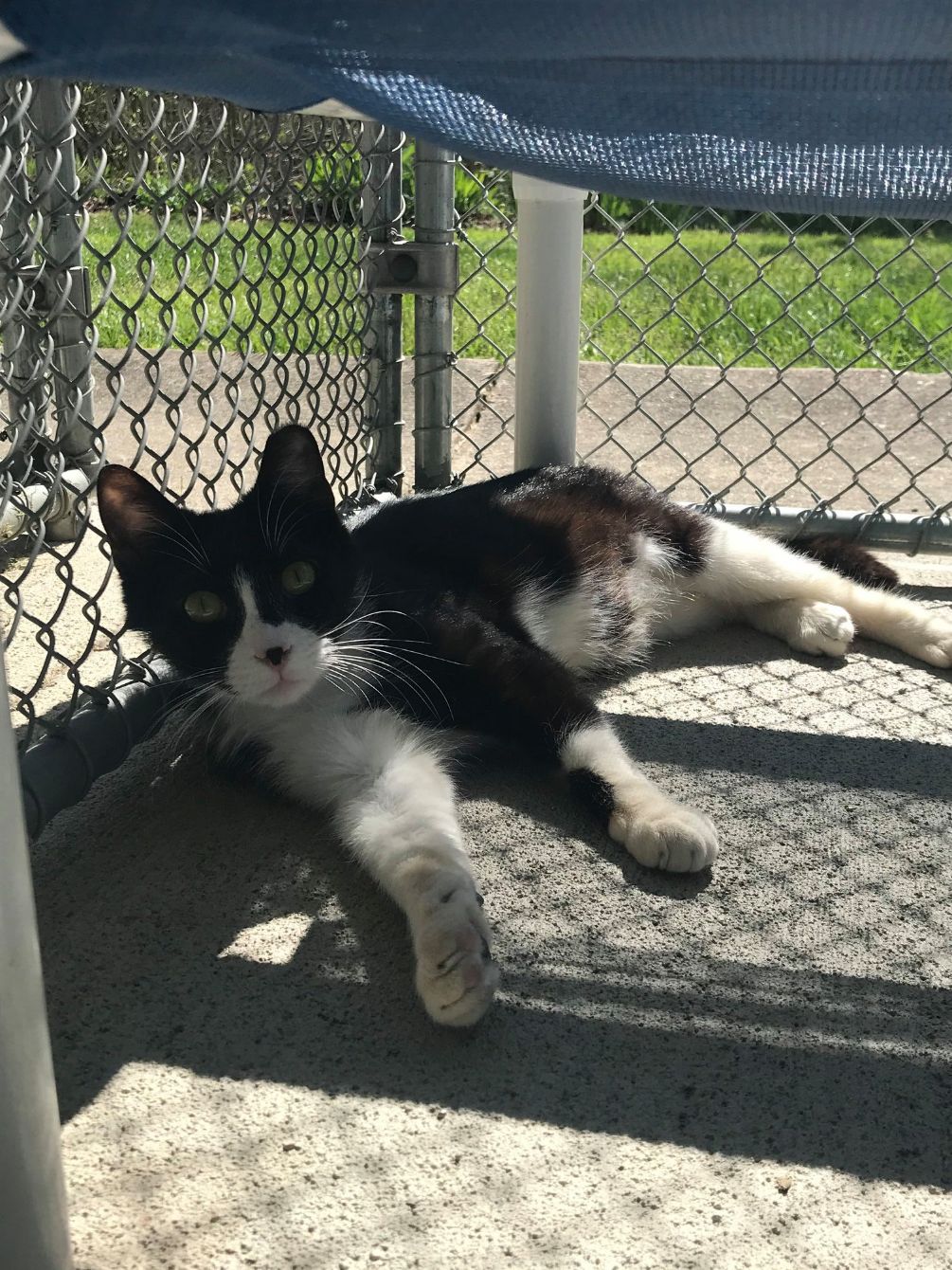 About the Support No-Kill Animal Rescue campaign on Bonfire 3