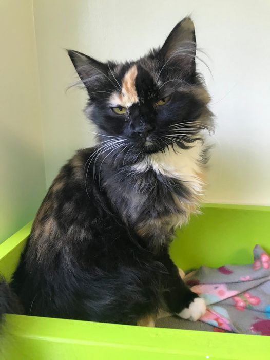 About the Support No-Kill Animal Rescue campaign on Bonfire 5