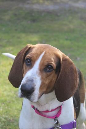 About the Support No-Kill Animal Rescue campaign on Bonfire 2