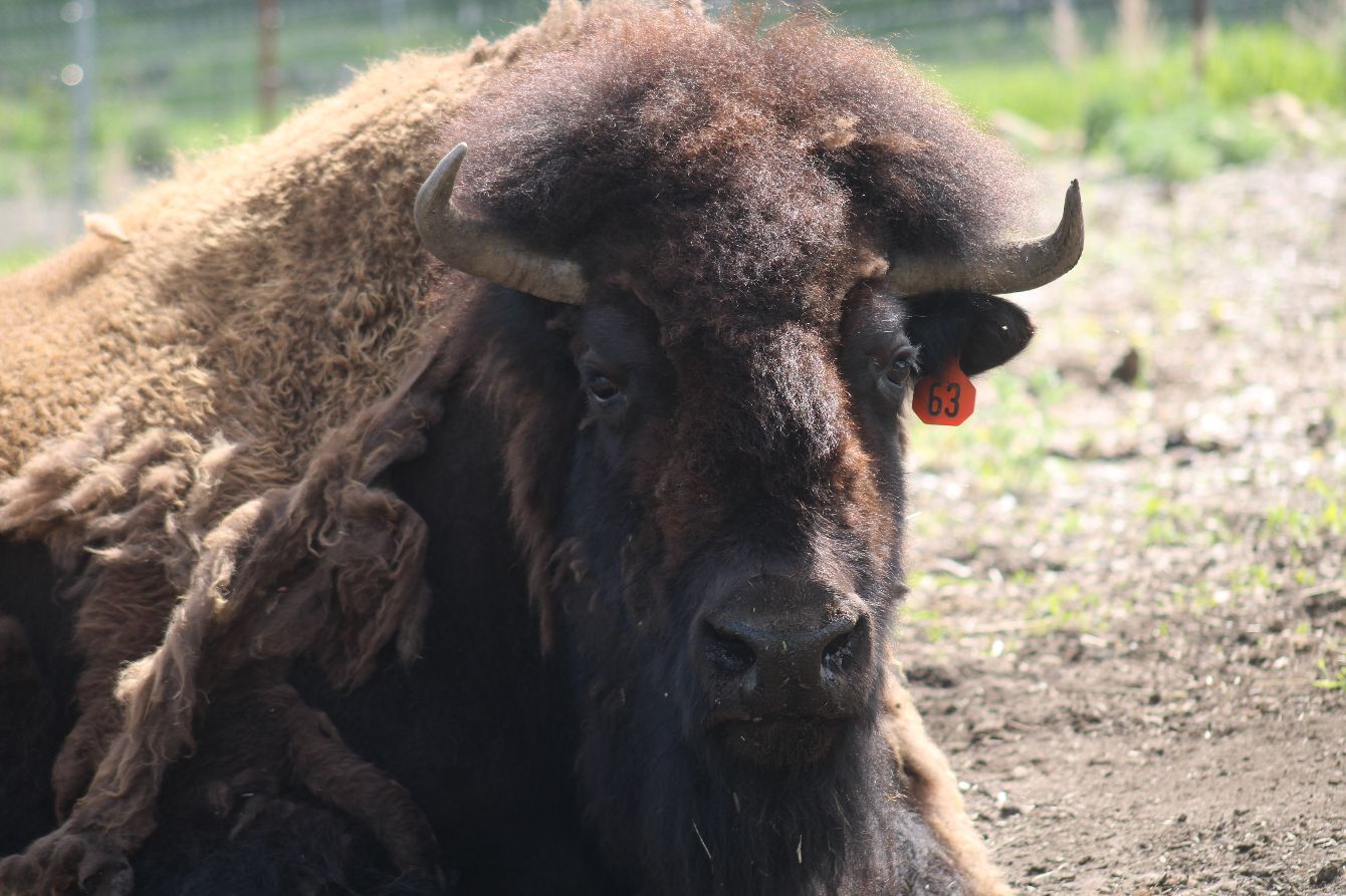 About the Bison Birthday Party! campaign on Bonfire 2