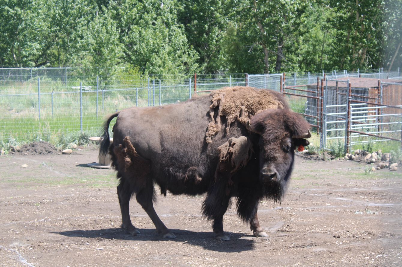 About the Bison Birthday Party! campaign on Bonfire 4