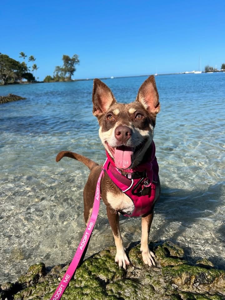 About the Pup Cups, Beach Trips, and More! campaign on Bonfire 2