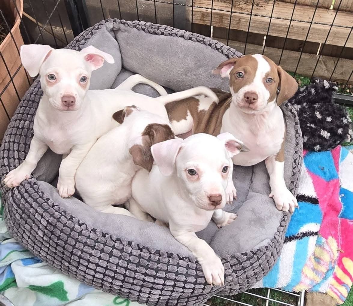 About the Arf-Anage Dog Rescue campaign on Bonfire 4