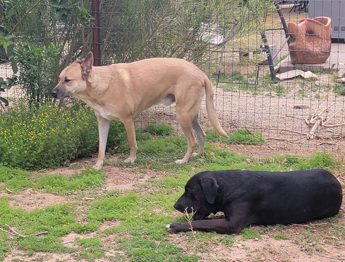 About the Arf-Anage Dog Rescue campaign on Bonfire 2