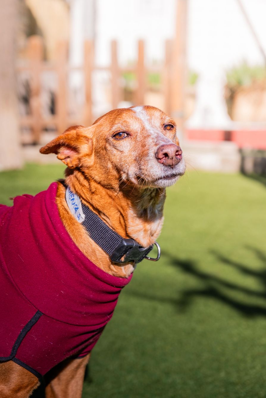 About the PODenco SQUAD! campaign on Bonfire 3