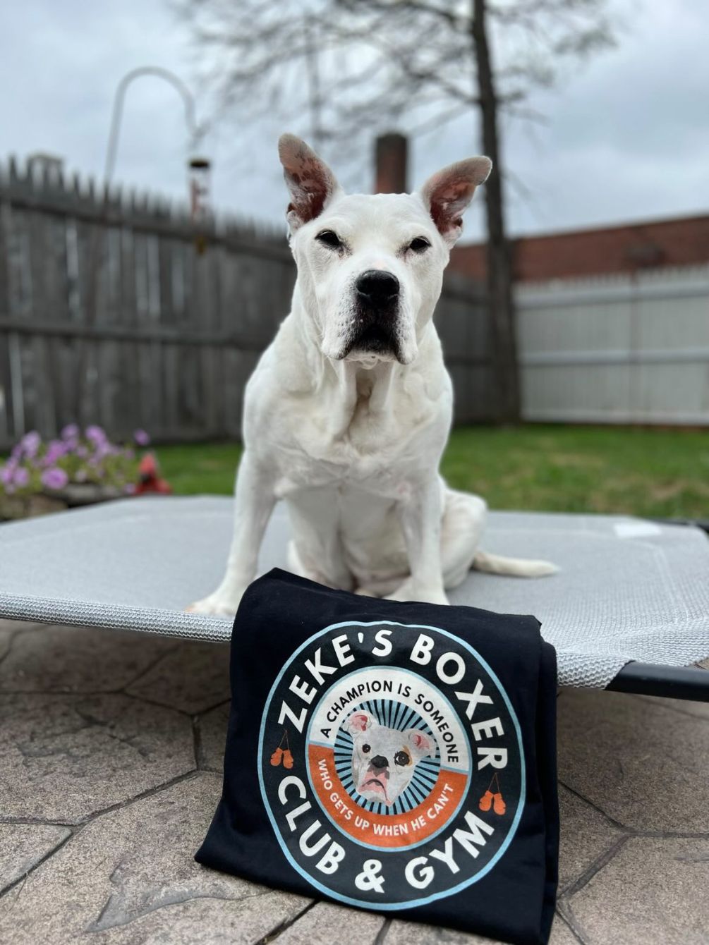 Boxer Club American Boxer Dog Images Boxer Kennel Club Interesting