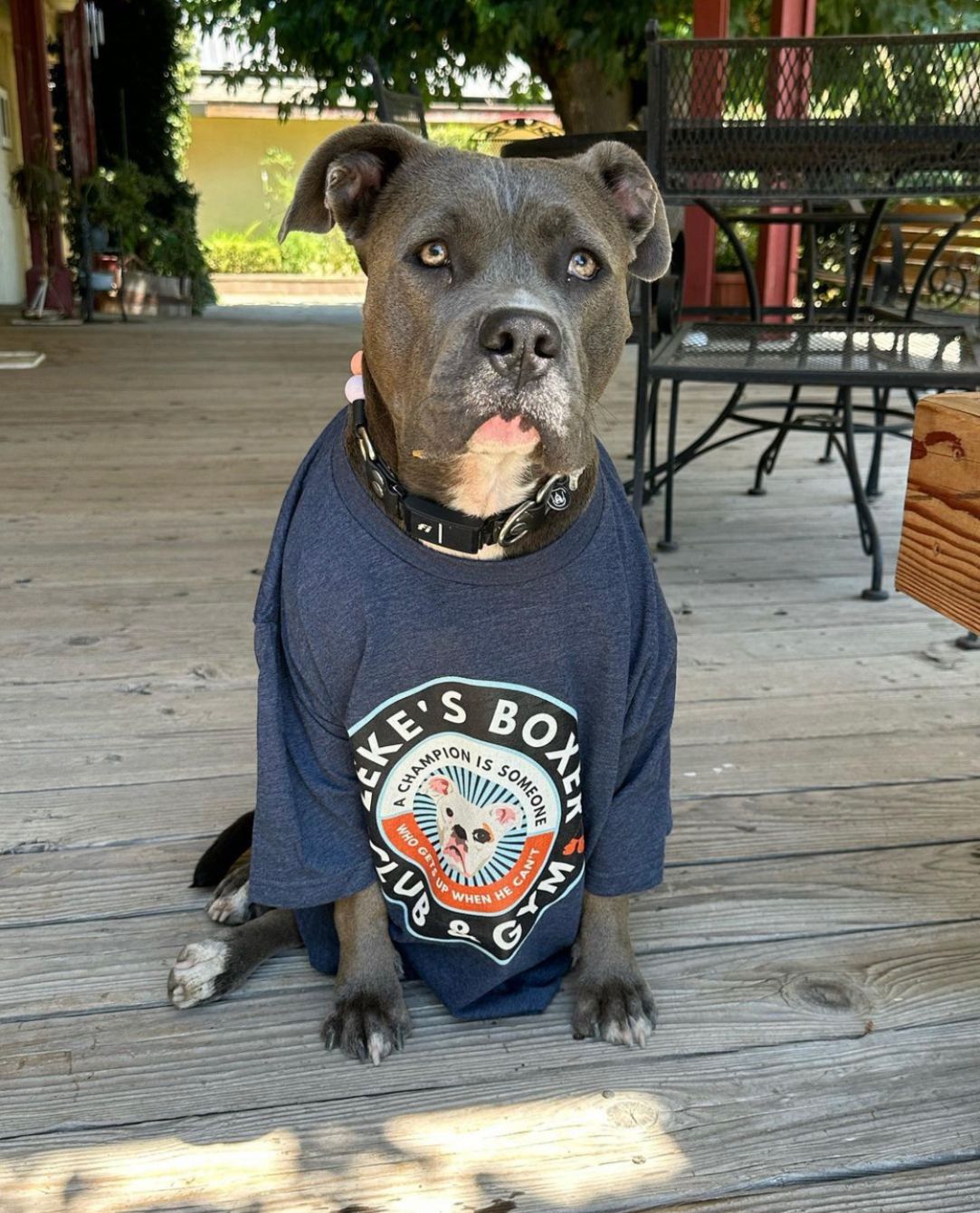 About the ZEKE'S BOXER CLUB & GYM campaign on Bonfire 11