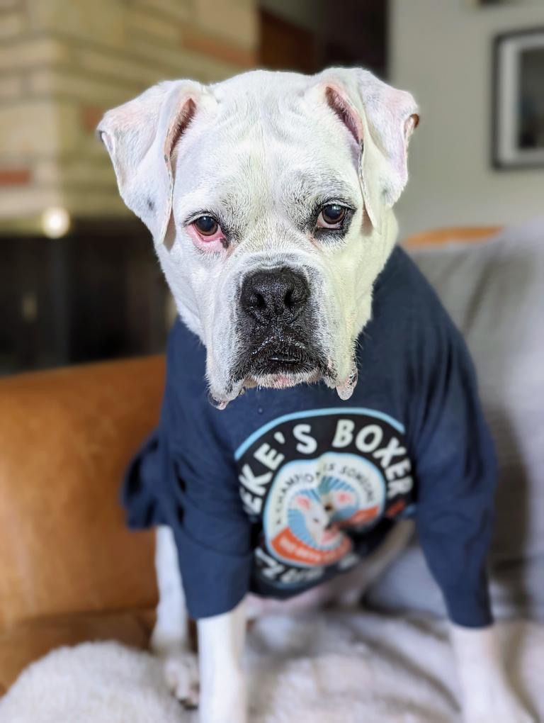 About the ZEKE'S BOXER CLUB & GYM campaign on Bonfire 9