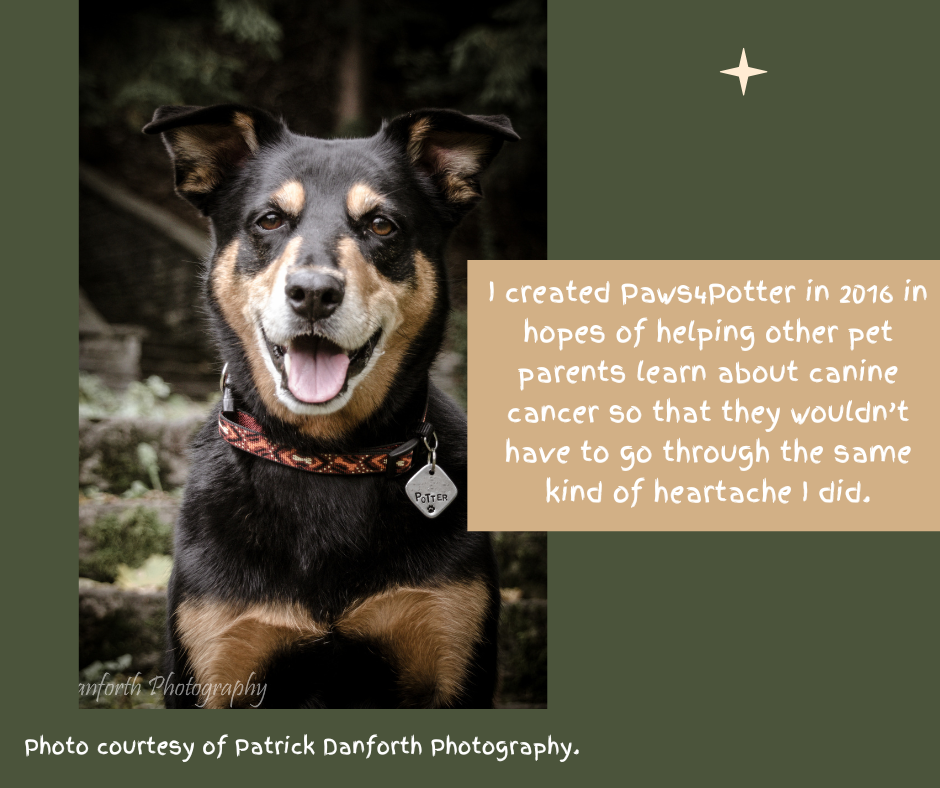 About the Paws4Potter's 10th Annual Dog Walk campaign on Bonfire 2