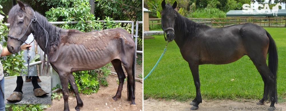 About the RESCUE, REHAB, REHOME, REPEAT! campaign on Bonfire 6