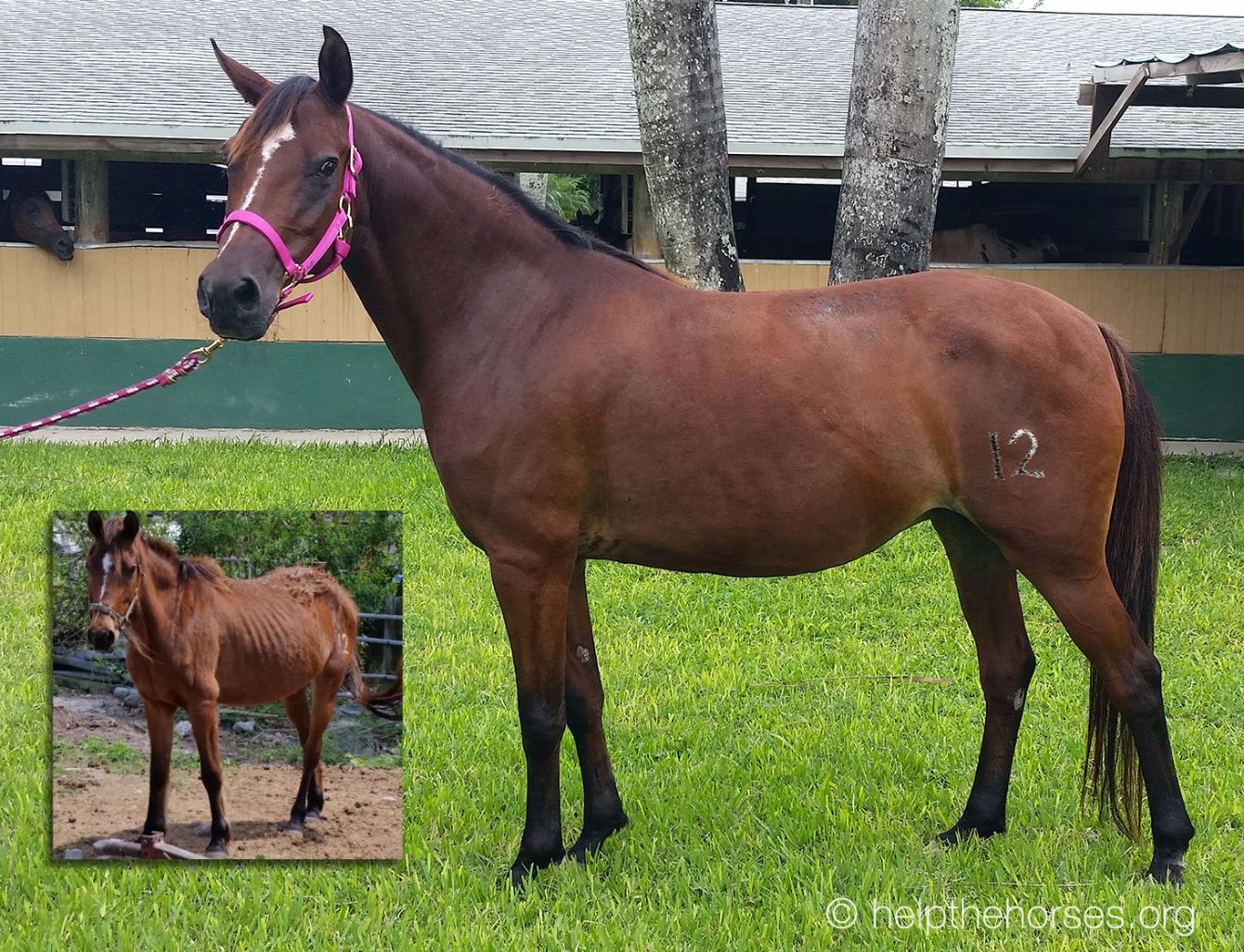 About the RESCUE, REHAB, REHOME, REPEAT! campaign on Bonfire 5