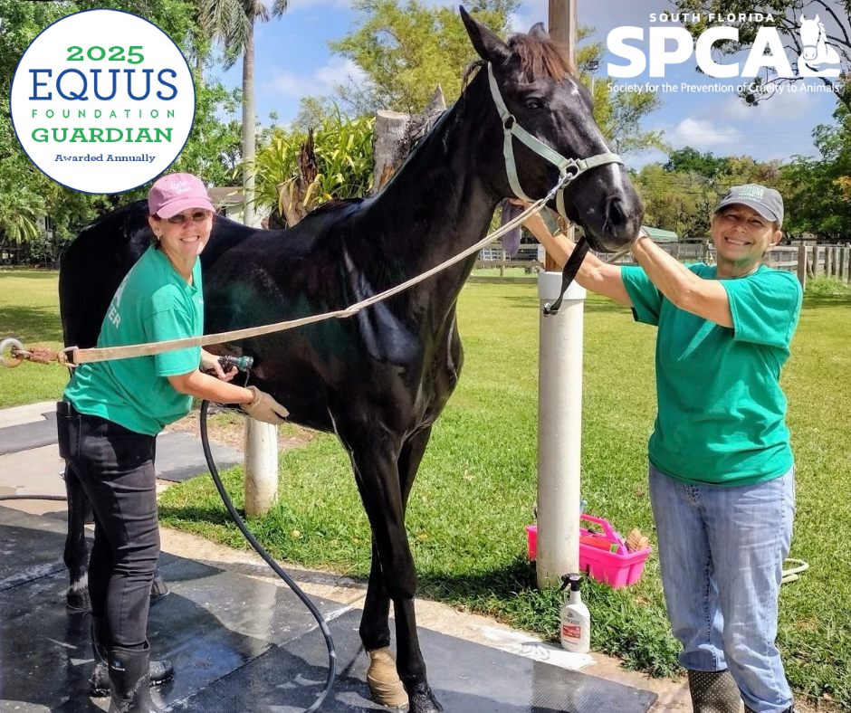 About the RESCUE, REHAB, REHOME, REPEAT! campaign on Bonfire 3