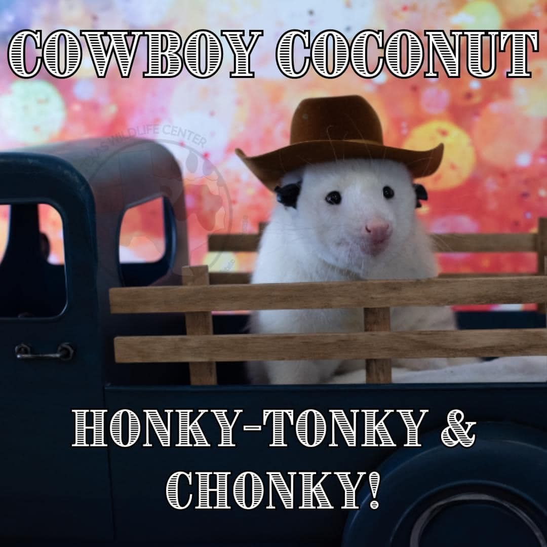 About the "Giddy up, Pawtner" - Coconut! campaign on Bonfire 2