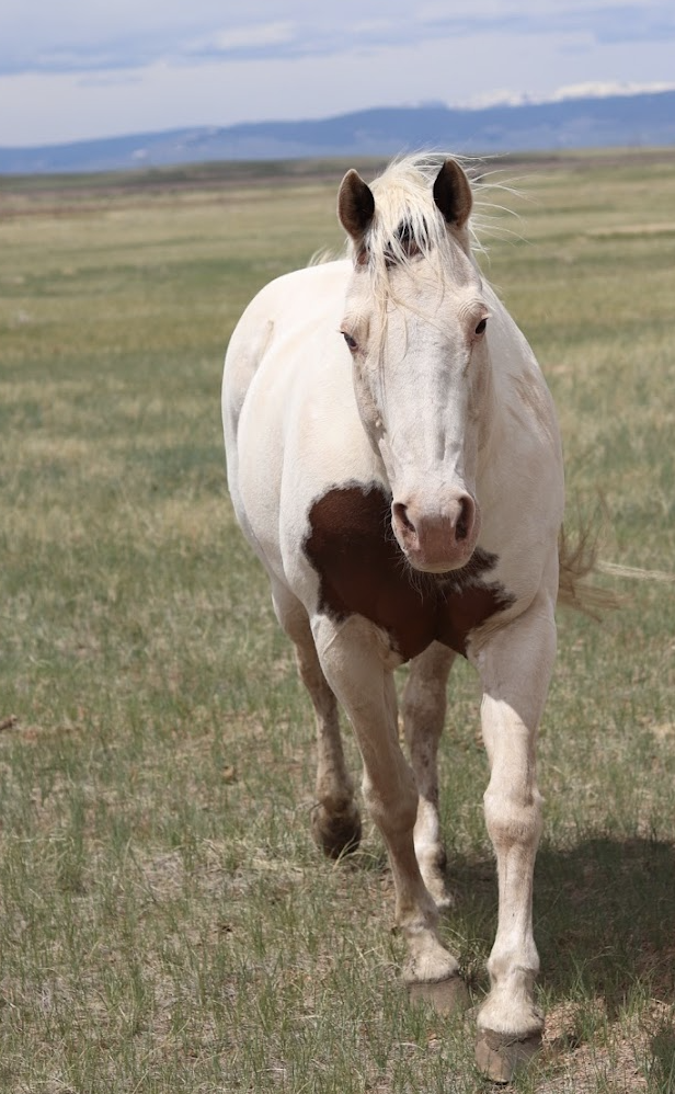 About the MSER In the Shadows of the Mountains campaign on Bonfire 2