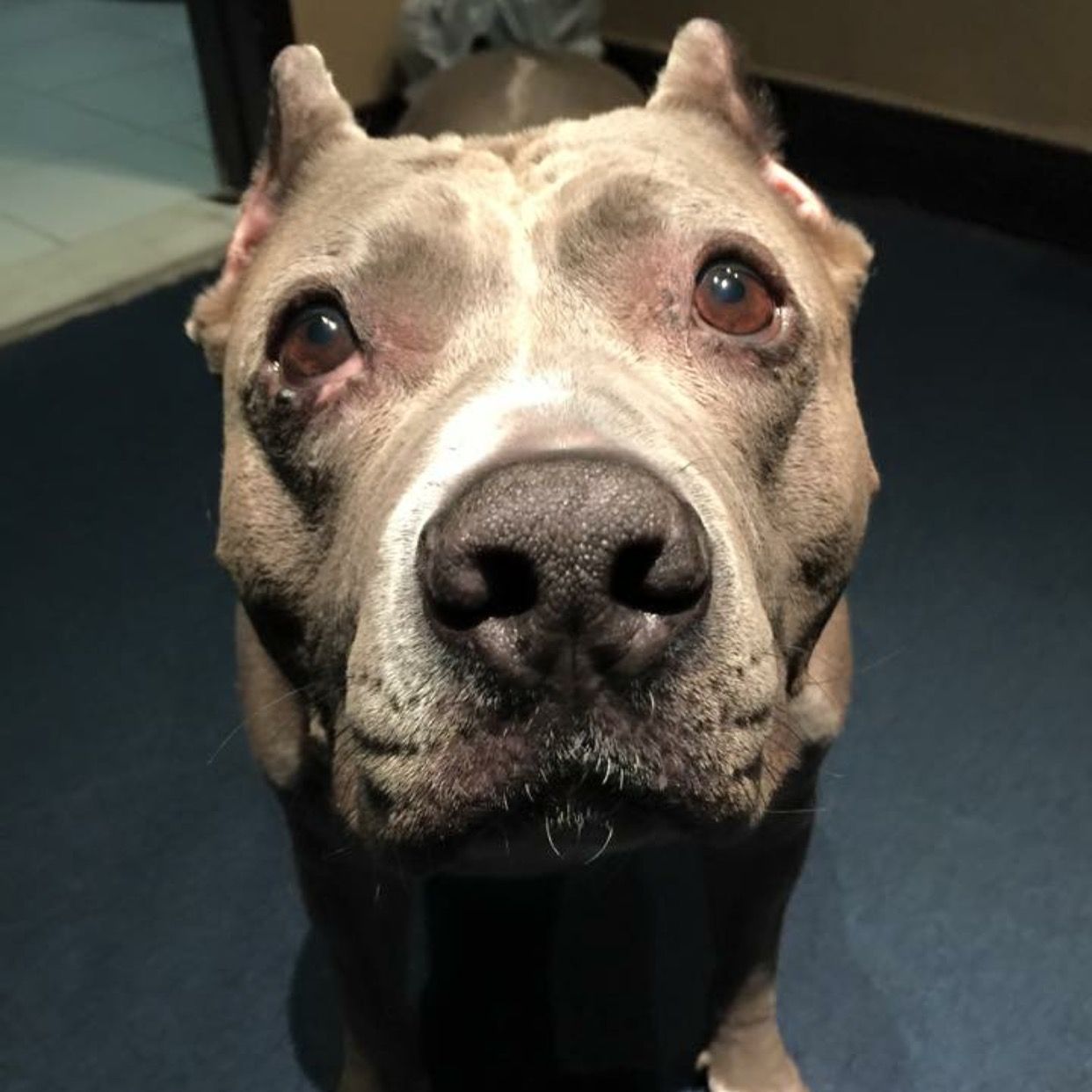 About the BORN INHERENTLY GOOD - ANGEL campaign on Bonfire 2