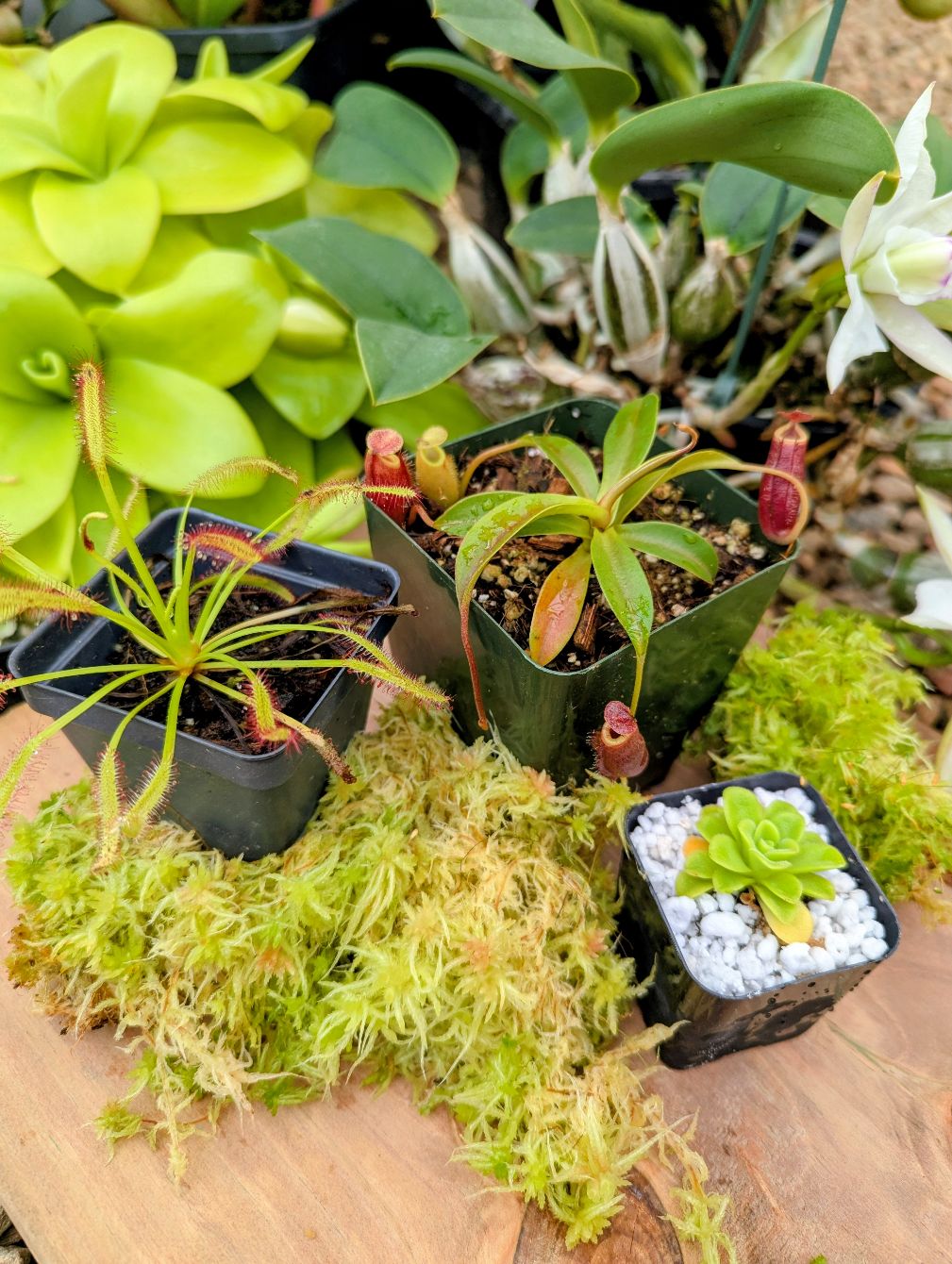 About the  campaign on Bonfire 2