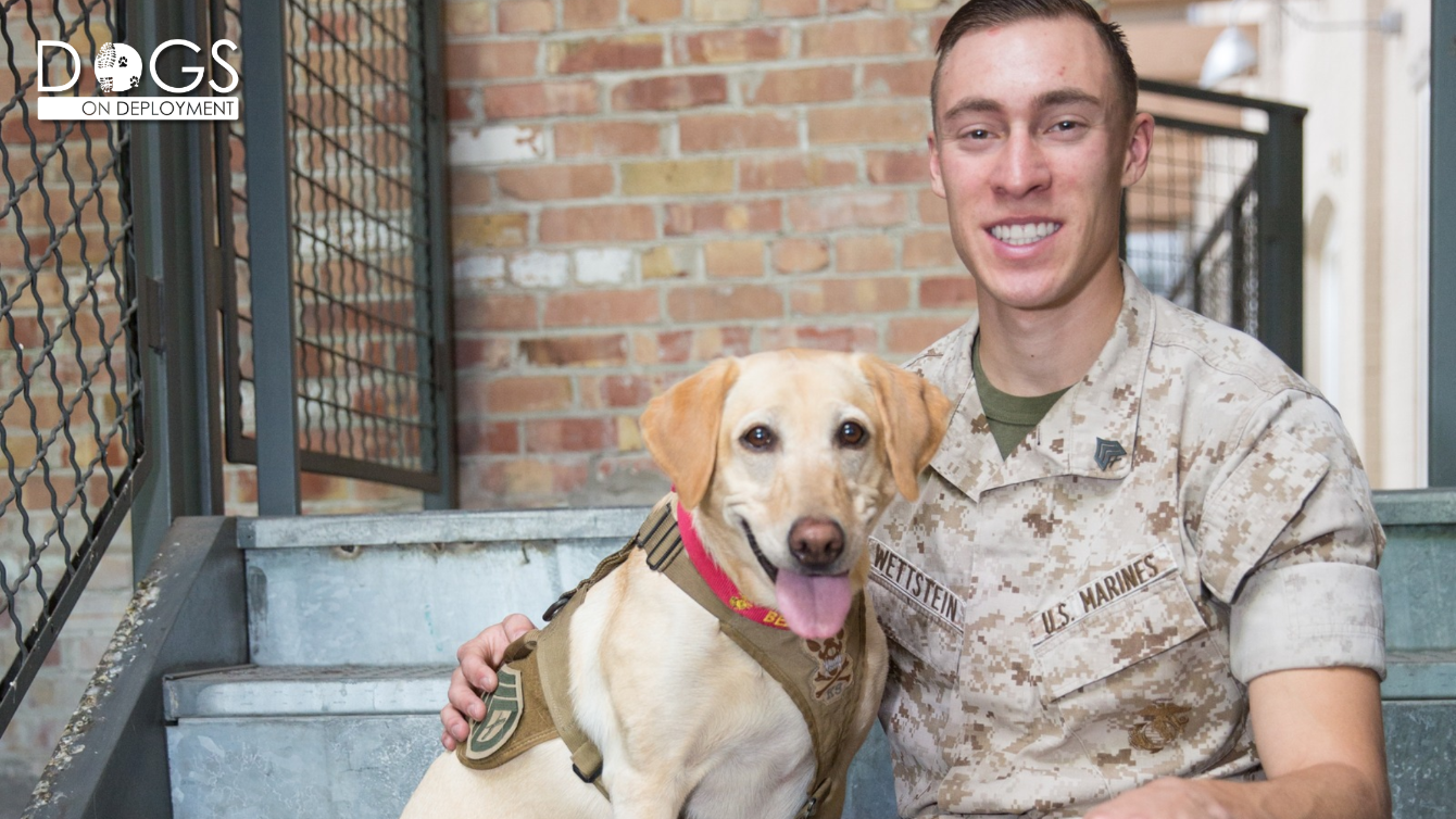 About the 2016 DoD Mascot, Belle T634 campaign on Bonfire 1