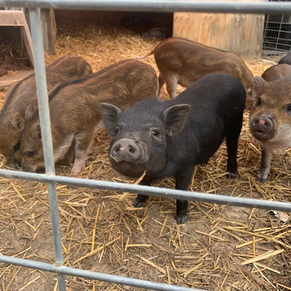 About the 2019 Values campaign on Bonfire 2