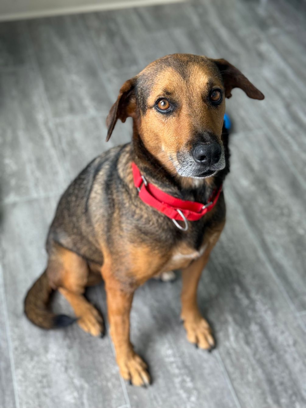 About the Behind Every Rescue campaign on Bonfire 2