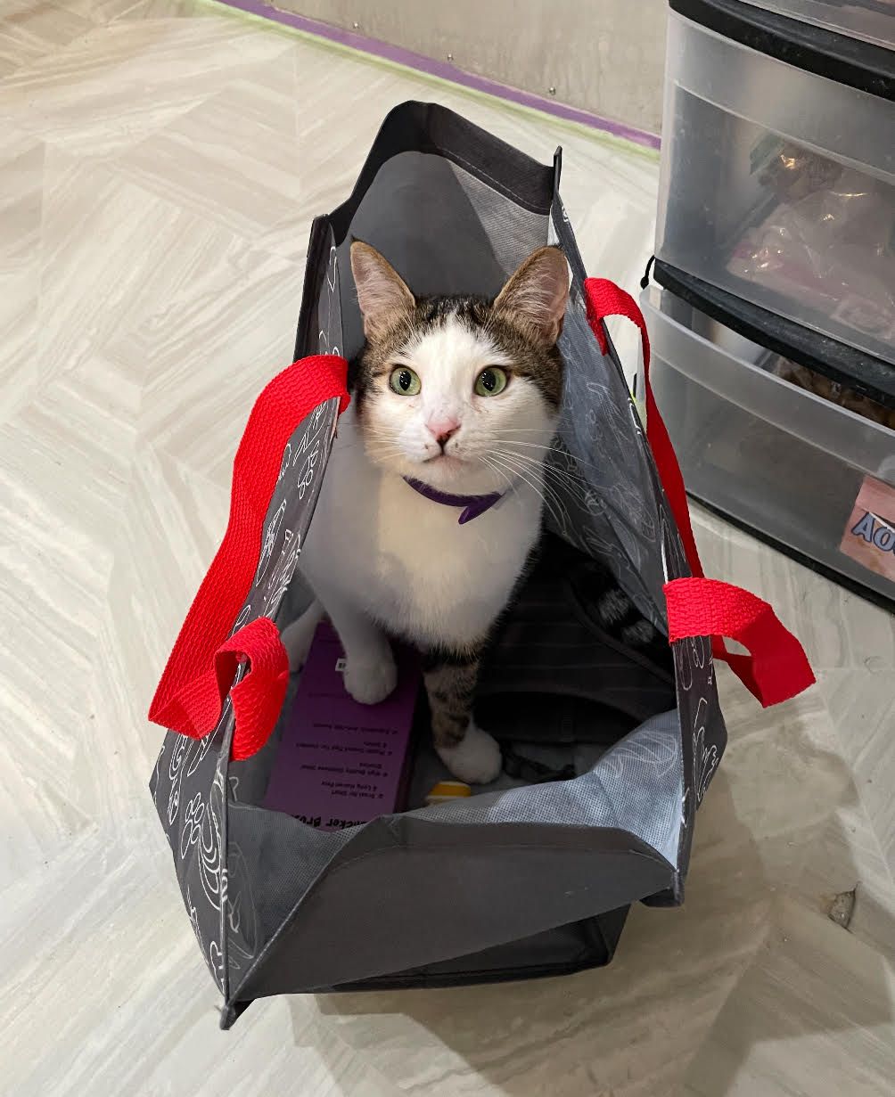 About the Behind Every Rescue campaign on Bonfire 3