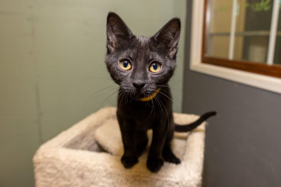 About the Black Cat Club campaign on Bonfire 2