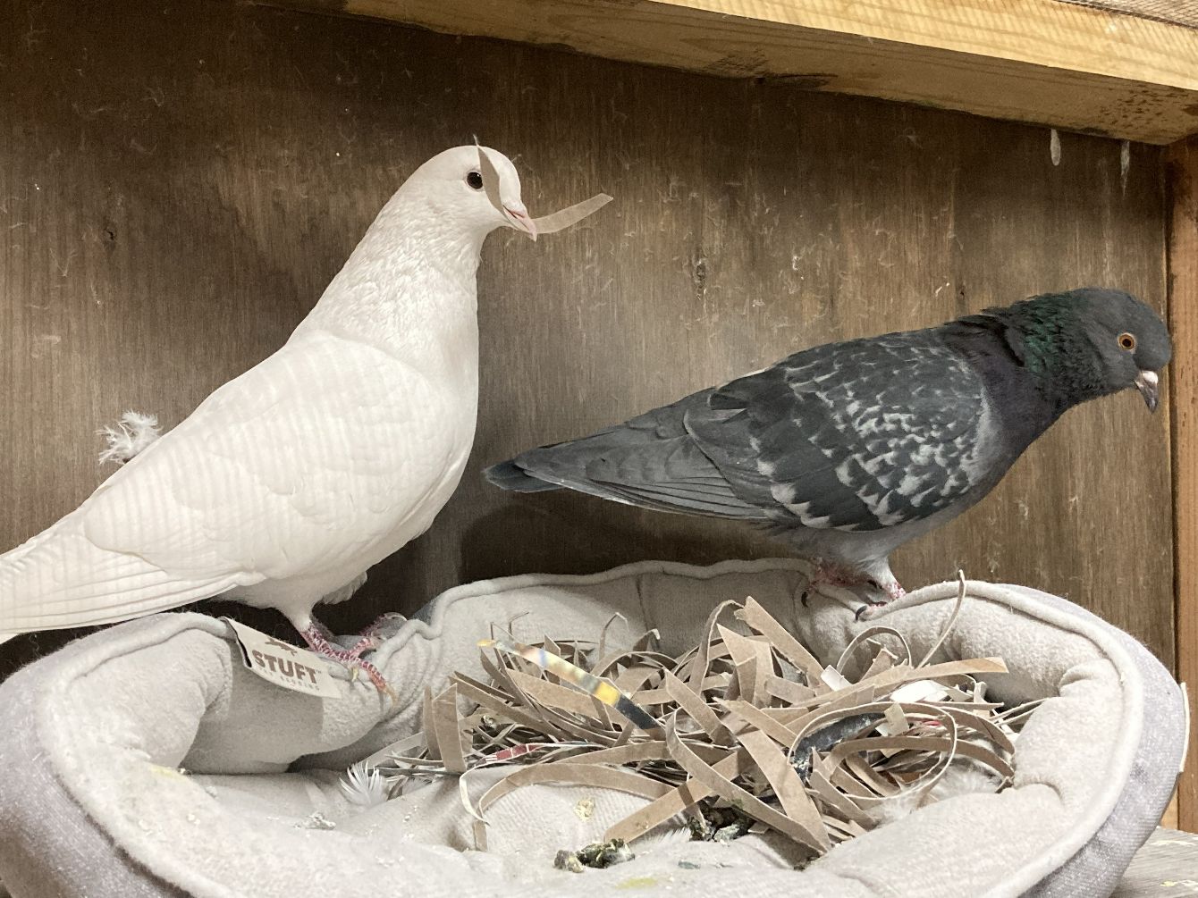 About the Books on Main campaign on Bonfire 2