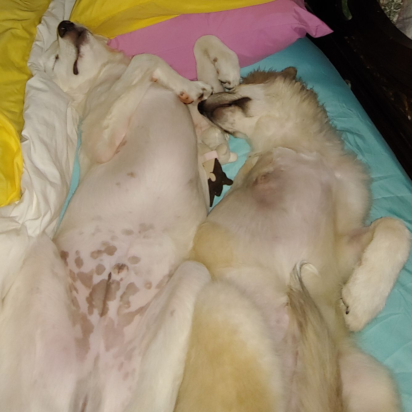 About the Texas Great Pyrenees Rescue Skull T's campaign on Bonfire 2