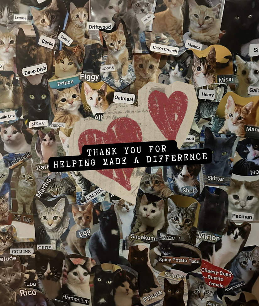 About the Starry Night Cat Cafe campaign on Bonfire 2