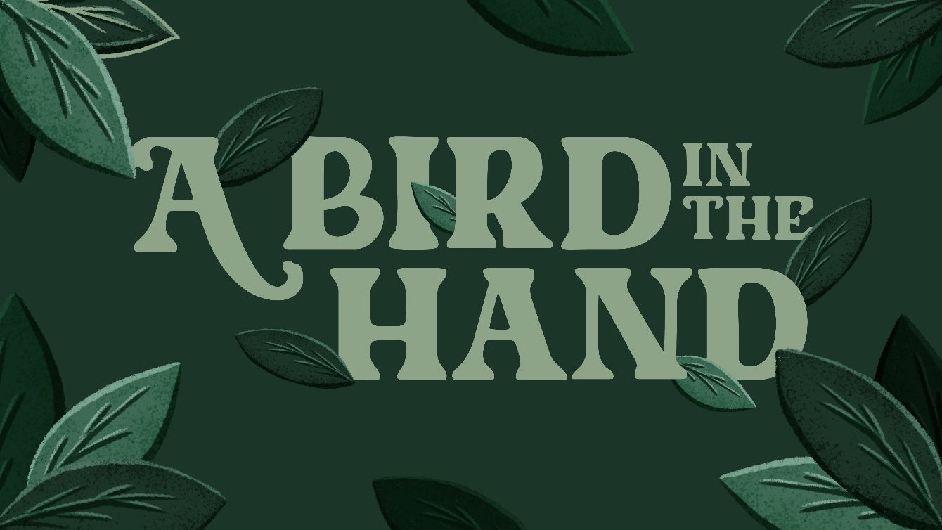 About the A Bird in the Hand campaign on Bonfire 2