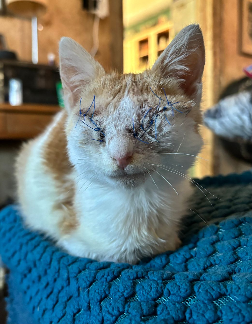 About the Special Needs Fundraiser! campaign on Bonfire 2