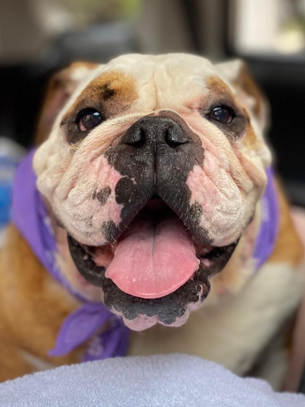 About the Lone Star Bulldog Club Rescue campaign on Bonfire 2