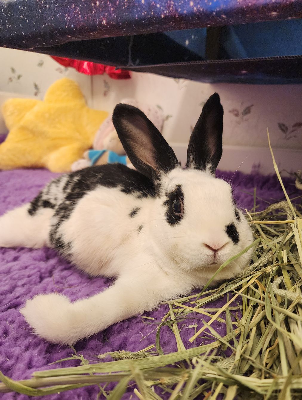 About the You Are A Star&nbsp; campaign on Bonfire 2