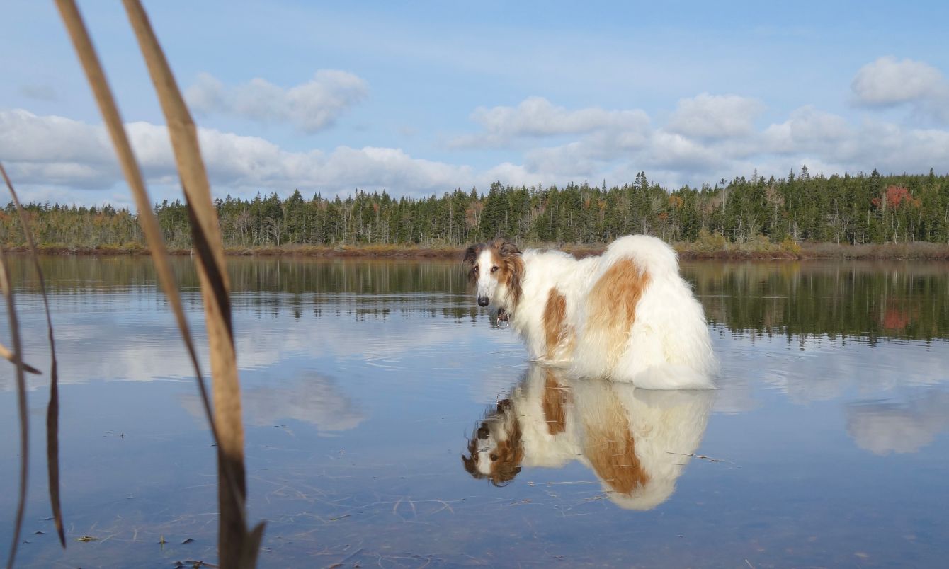About the Borzoi Life with Sassy Sherri campaign on Bonfire 3