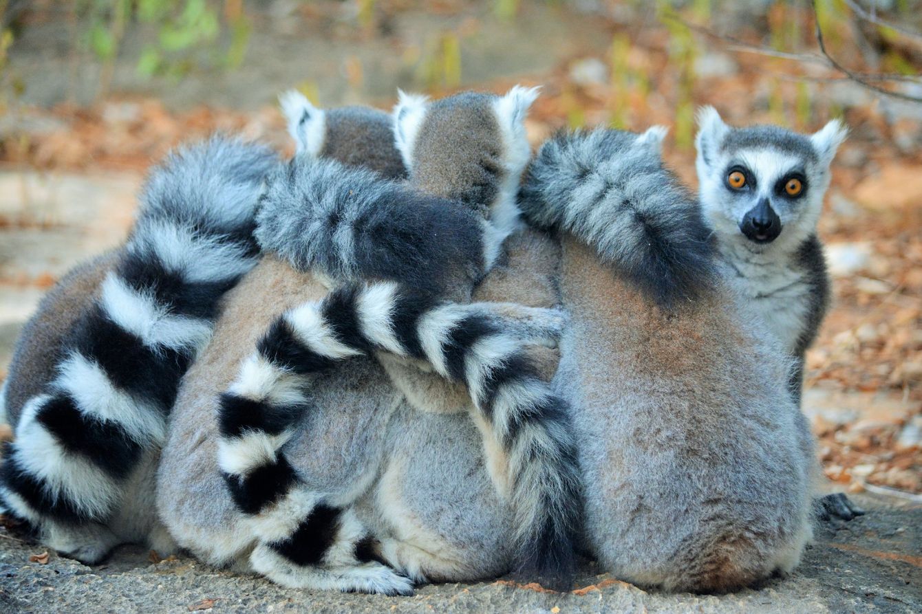 About the The OG Feminists - by Lemur Love campaign on Bonfire 2