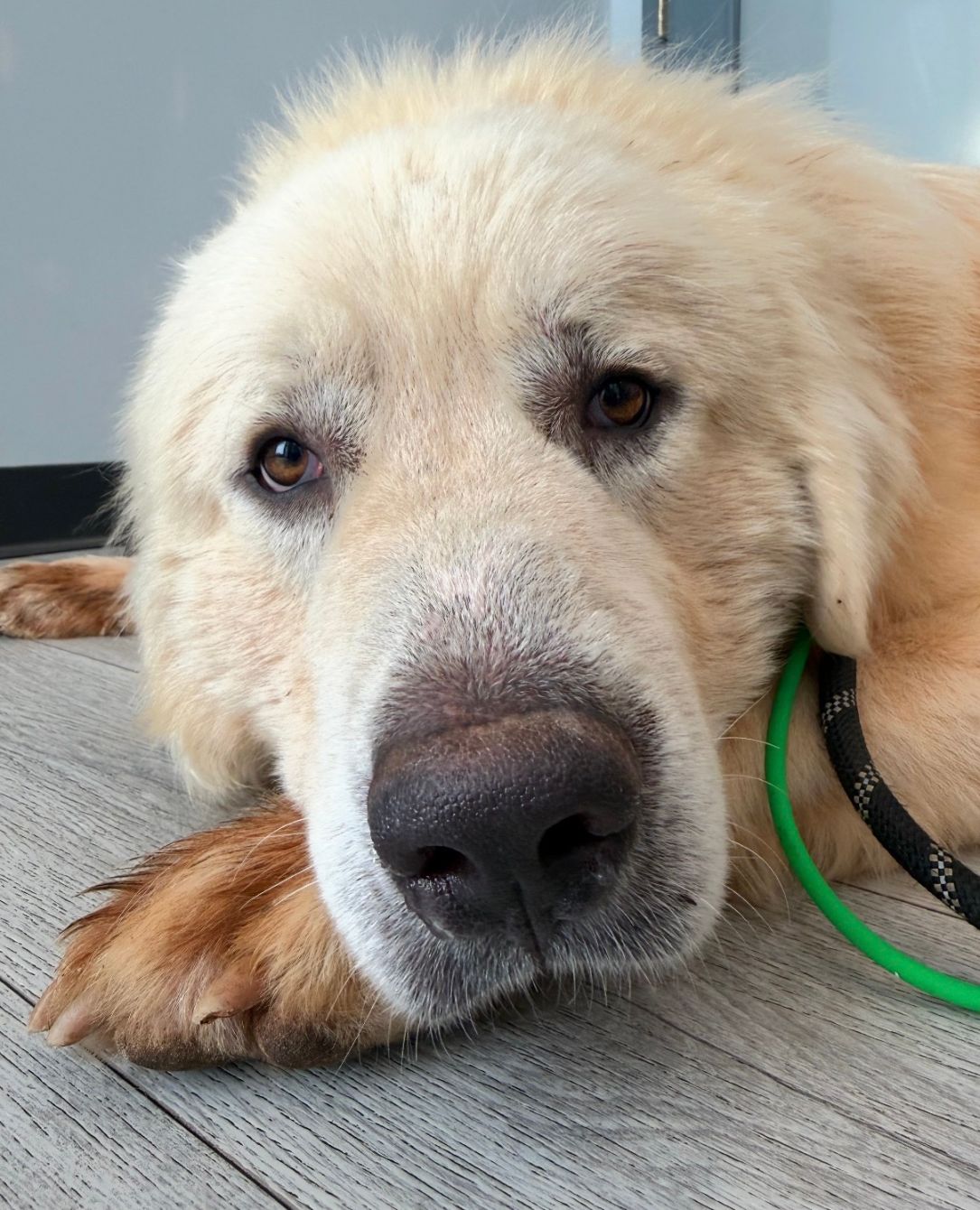 About the Every Dog Deserves a Second Chance campaign on Bonfire 3