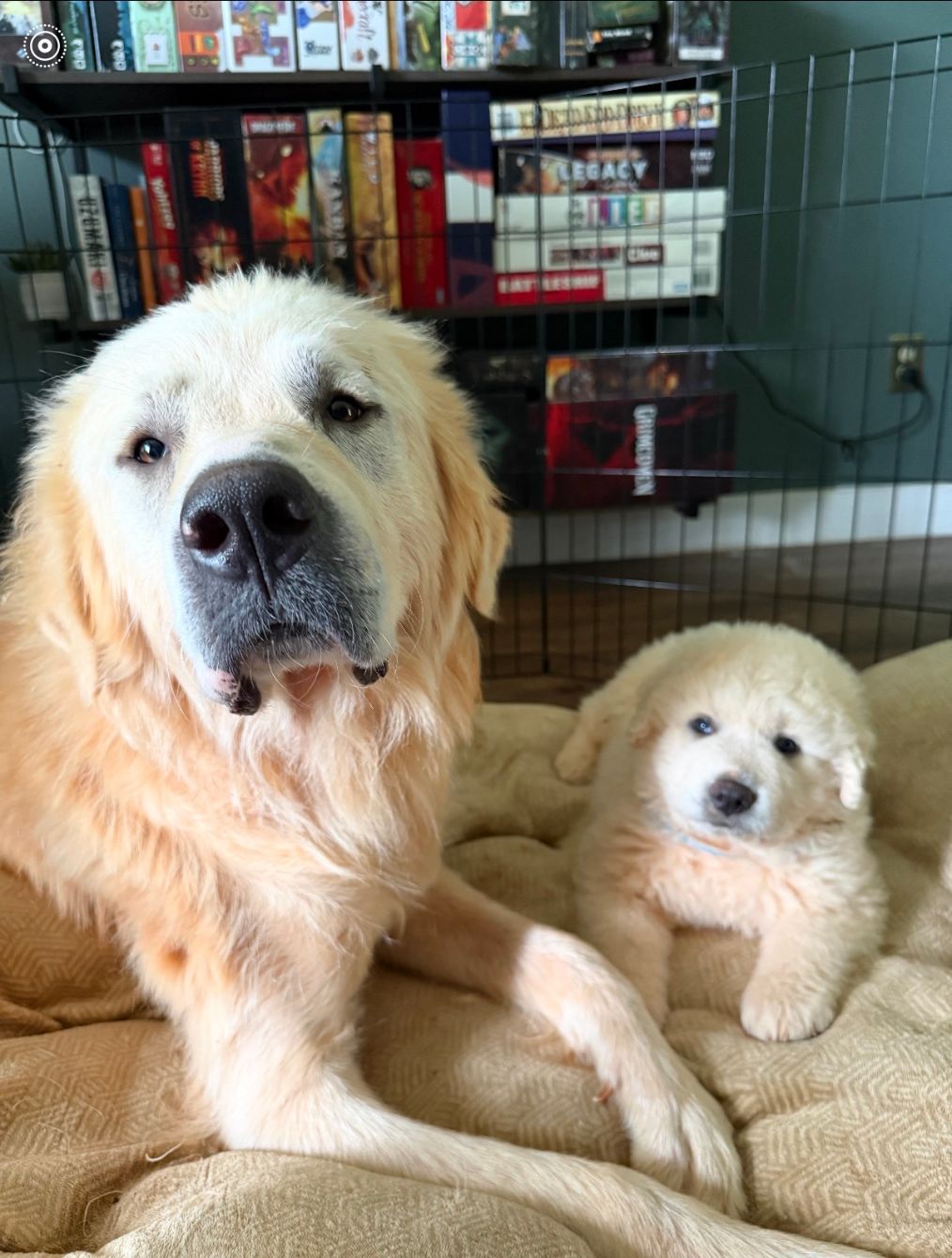 About the Every Dog Deserves a Second Chance campaign on Bonfire 2
