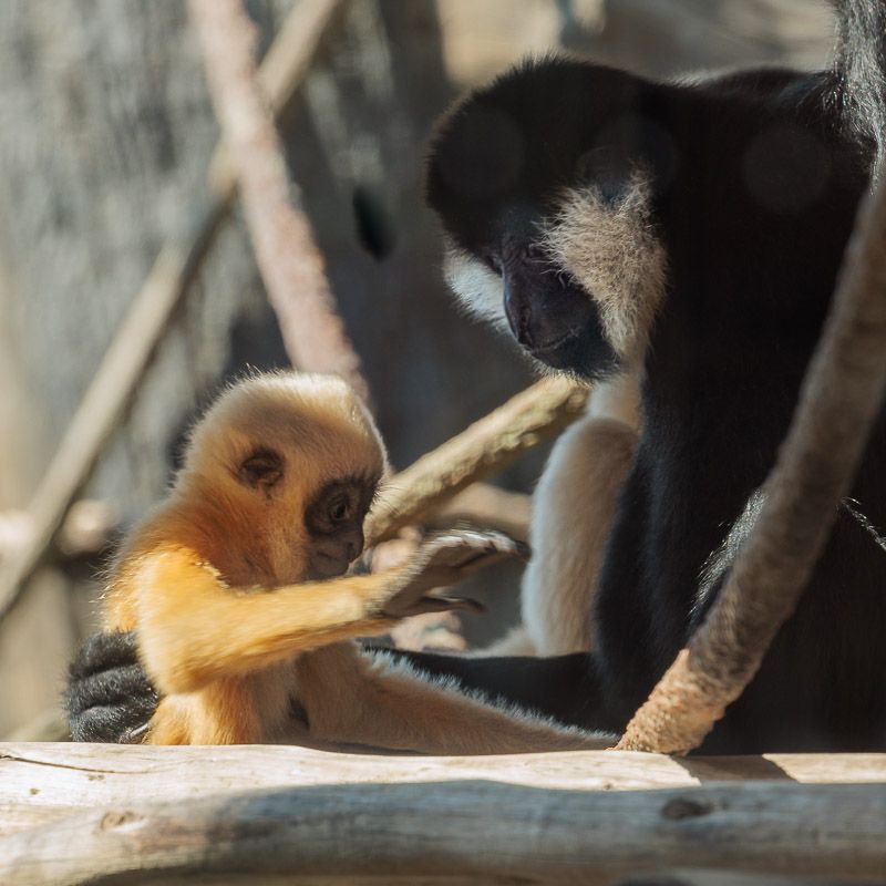 About the SAFE Gibbon - Rosie the Gibbon campaign on Bonfire 2